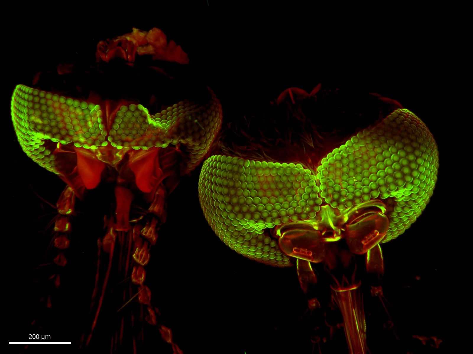 Mosquito heads (male and female comparison) tilescan